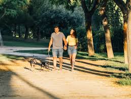 公園で犬の散歩を手をつないでいるカップル。公園で晴れた日に夏服を着て歩くカップル。 | プレミアム写真