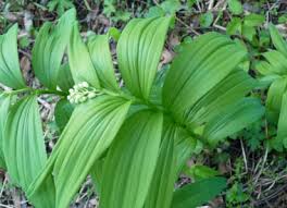 We did not find results for: False Solomon Seal Pictures Flowers Leaves Identification Maianthemum Racemosum