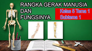Rangka kepala terdiri atas tulang wajah, tulang pelindung organ otak, dan tulang tengkorak. Rangka Gerak Manusia Dan Fungsinya Kelas 5 Tema 1 Subtema 2 Pembelajaran 2 Youtube