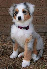 Australian Shepherd Puppy Yeeeee Australianshepherdgrey Friendly Dog Breeds Cute Dog Pictures Cute Animals
