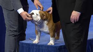 Most english bulldogs benefit from regular, but not very strenuous, exercise. Bulldog 2018 National Dog Show Non Sporting Group Nbc Sports