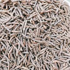 Image result for Xylopia aethiopica