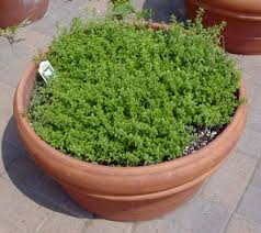 We did not find results for: Lemon Scented Plants Wisconsin Horticulture