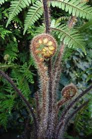 Dicksonia Squarrosa Farn Pflanzen Baum