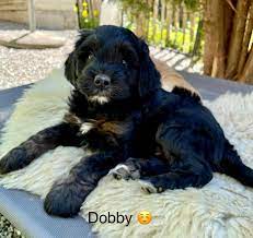 I found the australian cobberdog! The 7 Week Old Mini Swiss Mountain Australian Cobberdogs Facebook