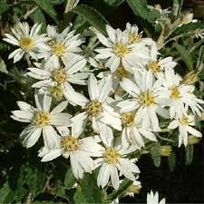 Image result for Olearia