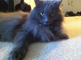 The russian blue is a robust breed, with firm muscles and an overall dose of good looks. Pictures Of Nebelung Cat Breed Nebelung Cat Russian Blue Cat Cat Breeds