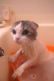 とにかく猫on twitter cat breeds cats types of cats