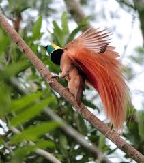 Bird Of Paradise Papua New Guinea Raggiana Bird Of Paradise Animals Beautiful Papua Animals
