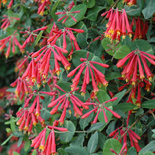 Also check out the video i did for lonicera reticulata. Alabama Crimson Trumpet Honeysuckle Lonicera Sempervirens Alabama Crimson In Columbus Dublin Delaware Grove City Gahanna Bexley Ohio Oh At Oakland Nurseries Inc