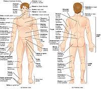 Iliopsoas (combined psoas major & iliac… flexes thigh (most powerful flexor). List Of Human Anatomical Regions Wikipedia