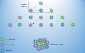 Bone Marrow Microenvironment The Guardian Of Leukemia Stem