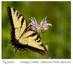 So you're likely to spot one of these in almost. Eastern Tiger Swallowtail Papilio Glaucus Natureworks