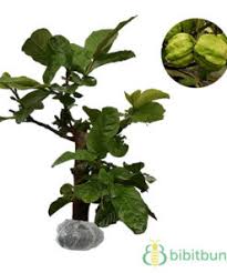 Jambu biji merah australia namanya. Jual Tanaman Jambu Biji Merah Australia Bibitbunga Com