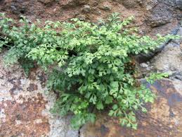 Image result for sleziník Asplenium