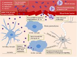 This a brief explanation of the pathophysiology and types of meningitis as well as a brief overview of its causative organisms. Frontiers The Role Of Microglia In Bacterial Meningitis Inflammatory Response Experimental Models And New Neuroprotective Therapeutic Strategies Microbiology