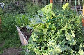 Pumpkin vines is a consulting and advocacy company that assists families. How To Grow Pumpkins Vertically On A Trellis Gardener S Path