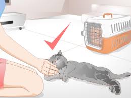 How To Get Rid Of Cat Spray Odor 12 Steps With Pictures