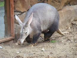 28 Animals That Eat Ants: Natural Ant Predators (Mammals, Birds, Insects) »  The Buginator