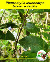 Image result for Pleurostylia