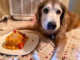 25 Animales viejitos de edad que parecen ser cachorros eternos / Genial