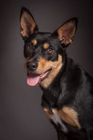Black And Tan Australian Kelpie Lab Mix Portrait Of An Australian Kelpie Dog Called Ted Order An Oil Painting Of Your Pet Today At Petsinportrait Com Australian Kelpie Dog Dog Breeds Aussie Dogs