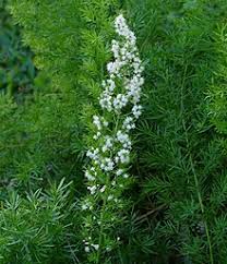 Asparagus densiflorus 'myersii' (foxtail fern). Asparagus Densiflorus Wikipedia