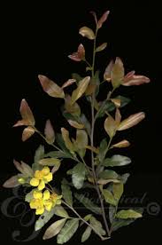 Image result for Ochna arborea