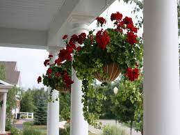 15 Hanging Plants Design Ideas For Your Home Wow Decor Hanging Plants Hanging Baskets Porch Plants