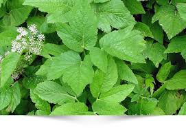 Je herkent zevenblad aan, je raadt het al, de zeven bladeren. Zevenblad Aegopodium Podagraria Eetbare Planten Planten Eetbare Bloemen