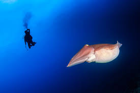 Körper und kopf voneinander trennen, dazu die zwei körperteile einfach ja nach grösse der kalmare die fangarme in stücke schneiden. Grosse Tintenfisch Auf Einem Korallenriff Lizenzfreie Fotos Bilder Und Stock Fotografie Image 39349029