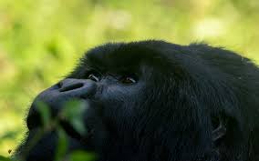 Image result for Brazzeia longipedicellata