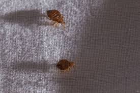Image result for bedbugs on mattress