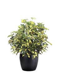 Image result for Schefflera