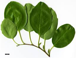 Image result for Justicia petiolaris