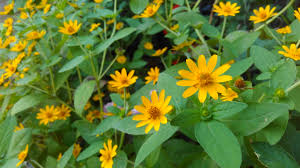 Pada jaman dahulu kala telah digunakan sebagai ornamen dan dekorasi di taman karena bunganya yang berwarna cerah. 87 Gambar Bunga Matahari Mini Terbaik Gambar Pixabay