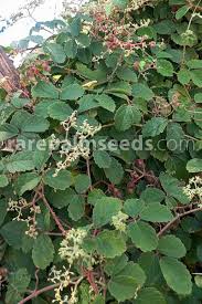 Image result for Cyphostemma adenocaule