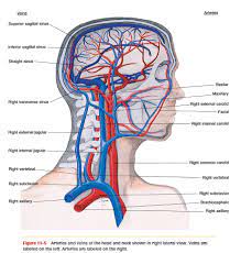 Veins mostly follow the arteries, so there is no need to go into each branch. Solved Which Vein Is The Counterpart Of The Common Carotid Artery Chegg Com
