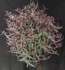 Image result for Cyanotis sp. aff. C. lapidosa