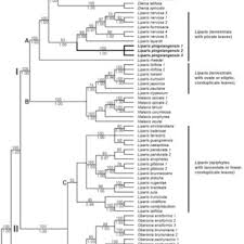 Image result for Liparis odontochilos