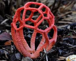 Maybe you would like to learn more about one of these? Clathrus Ruber All About The Basket Stinkhorn
