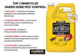 How To Get Rid Of Ladybugs Top 7 Traps And Killers