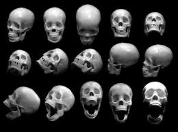 Multiple Angles Of A Human Skull Skull Reference Skull Anatomy Anatomy Reference
