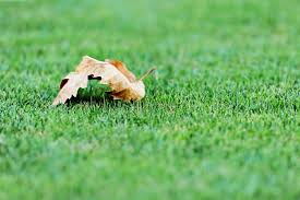 Artificial turf grass synthetic realistic indoor outdoor mat landscape garden. 4 Tips To Keep Artificial Grass Looking Great Purchase Green