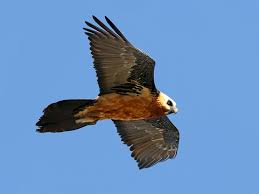 The bearded vulture (gypaetus barbatus), also known as the lammergeier and ossifrage, is a bird of prey and the only member of the genus gypaetus. Lammergier Ebird