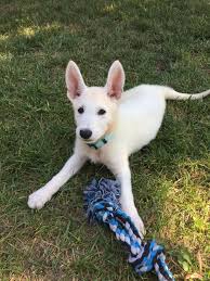 Penny Our 8 Week Old White German Shepherd White German Shepherd Puppies German Shepherd