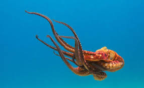 Octopuses Are Ingenious Animals That Should Never Be Eaten Peta Octopus Octopus Facts Octopus Photos