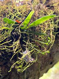 Image result for Angraecum sacciferum