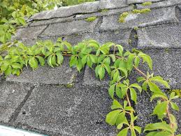 Image result for Parthenocissus quinquefolia