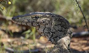 Black And White Lizard Australia Perentie Australian Animals Animals Lizard